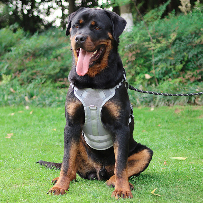 Hondentuig voor borst en rug, gedragen door een rottweiler
